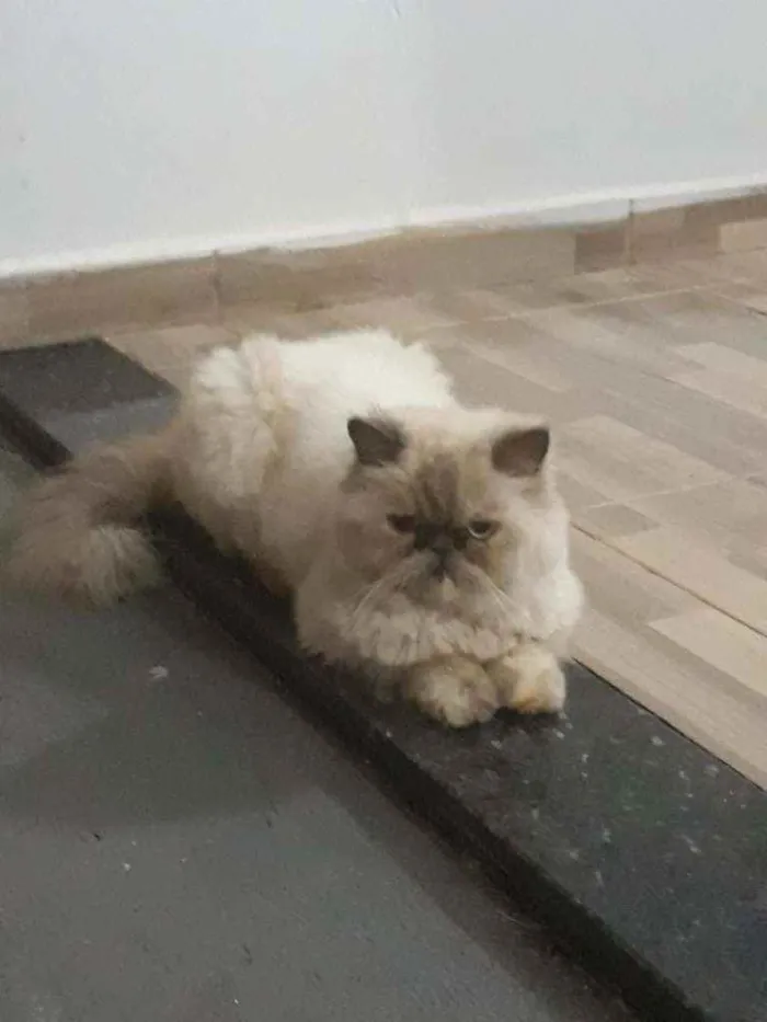 Gato raça Persa idade 2 anos nome Lilica