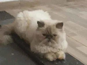 Gato raça Persa idade 2 anos nome Lilica