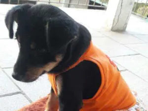 Cachorro raça SRD idade 2 a 6 meses nome Gaya