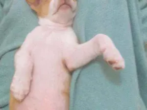 Cachorro raça vira lata  idade 2 a 6 meses nome buty