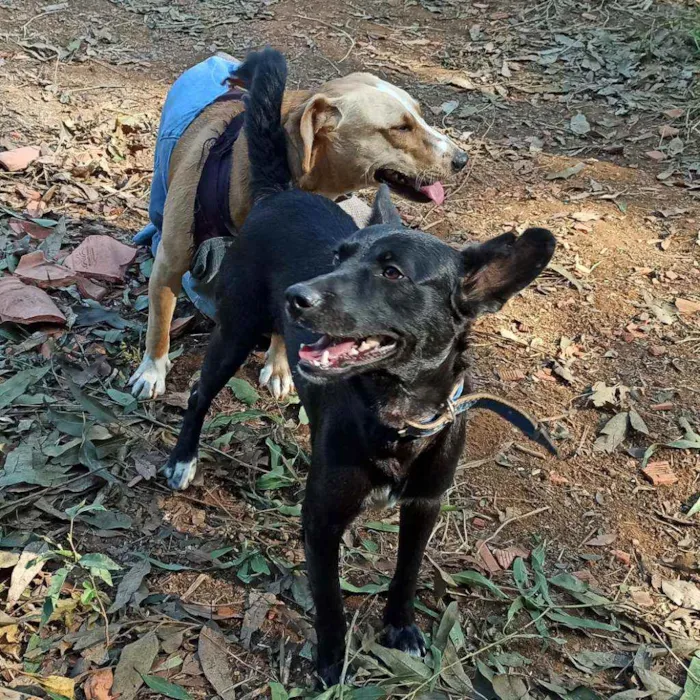 Cachorro ra a SRD idade 2 anos nome Gabriel