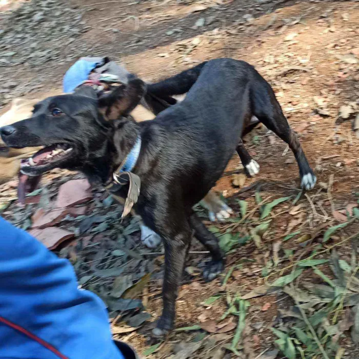 Cachorro ra a SRD idade 2 anos nome Gabriel