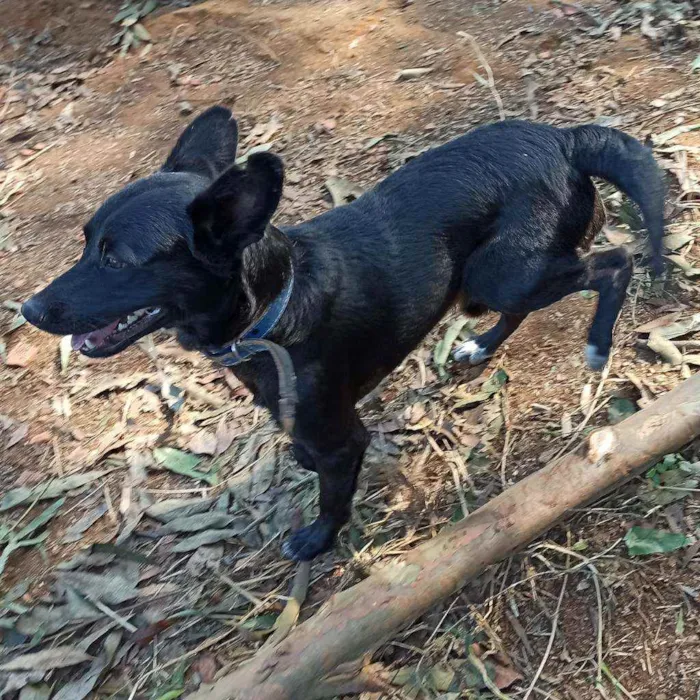 Cachorro ra a SRD idade 2 anos nome Gabriel