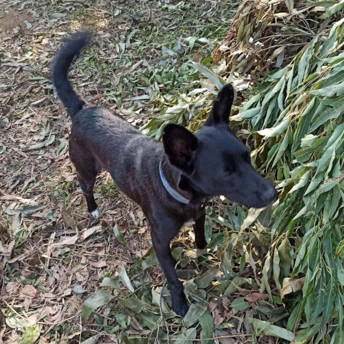Cachorro ra a SRD idade 2 anos nome Gabriel