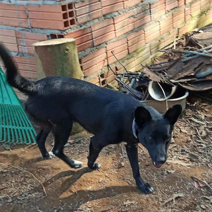 Cachorro ra a SRD idade 2 anos nome Gabriel