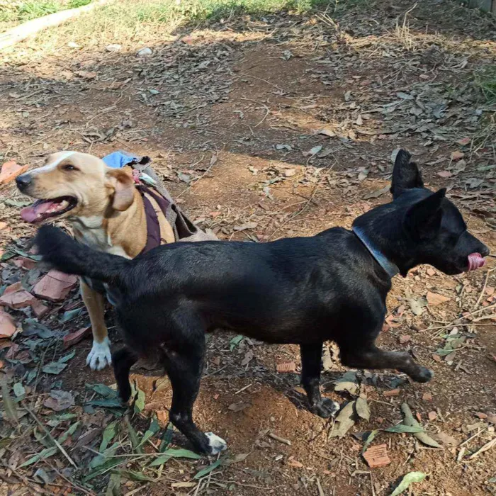 Cachorro ra a SRD idade 2 anos nome Gabriel