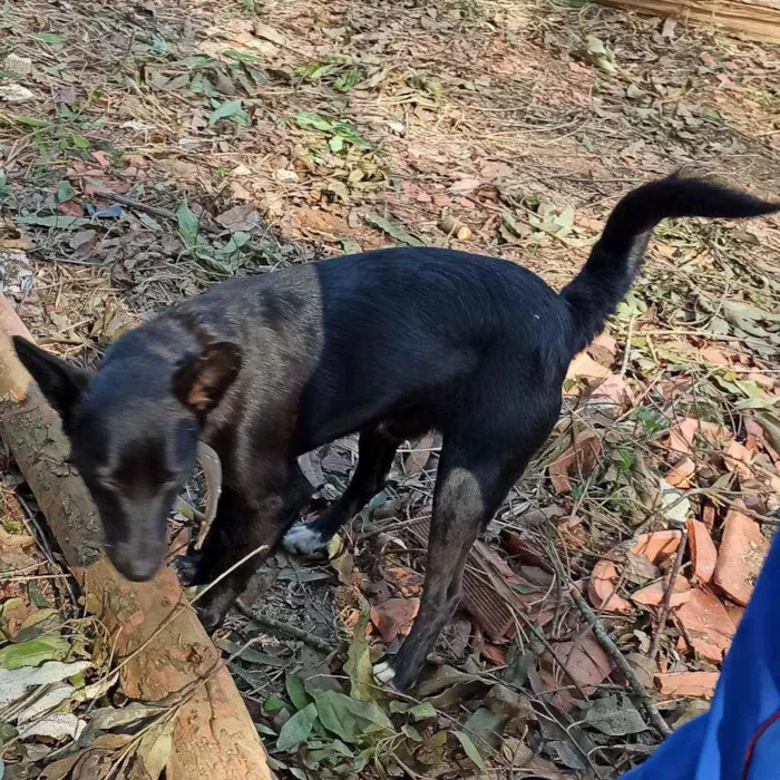 Cachorro ra a SRD idade 2 anos nome Gabriel
