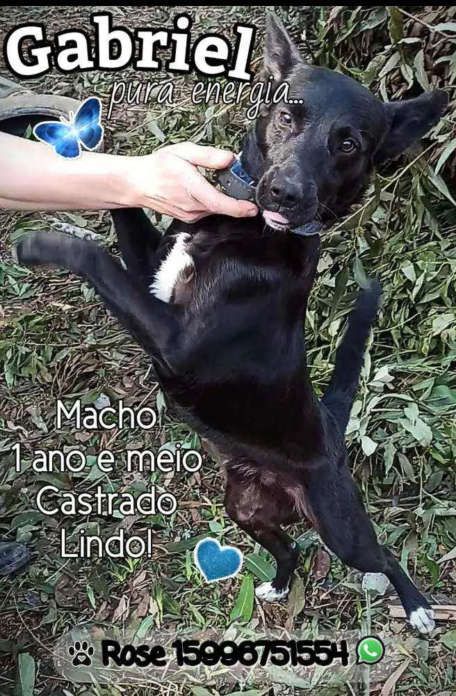 Cachorro ra a SRD idade 2 anos nome Gabriel