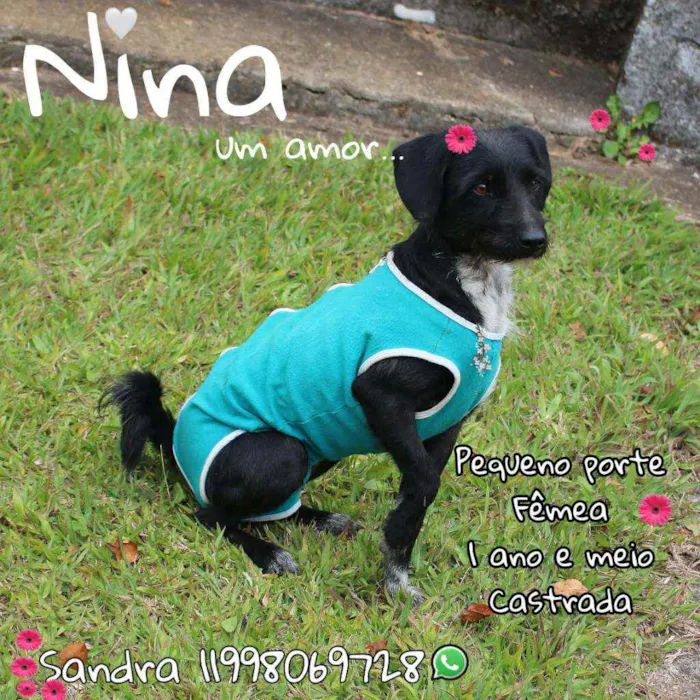 Cachorro ra a SRD idade 2 anos nome Nina