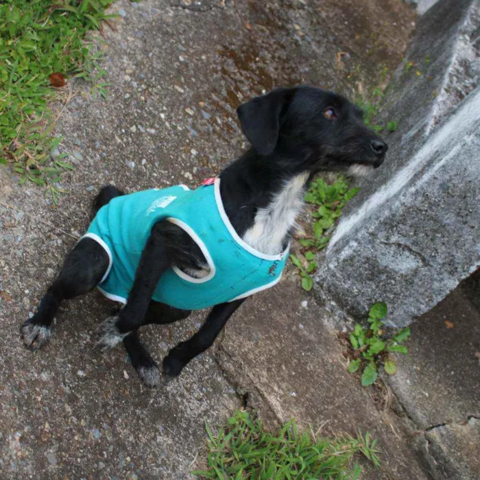 Cachorro ra a SRD idade 2 anos nome Nina