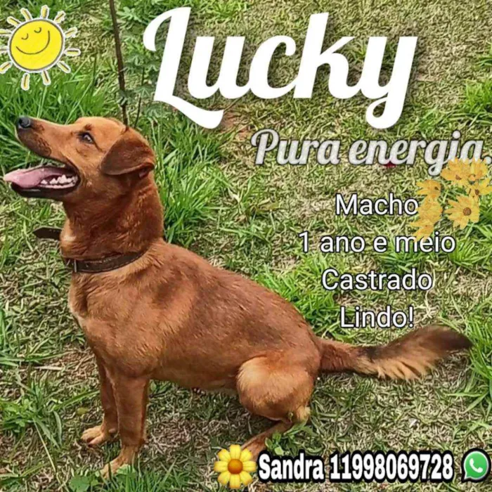 Cachorro ra a SRD idade 2 anos nome Lucky