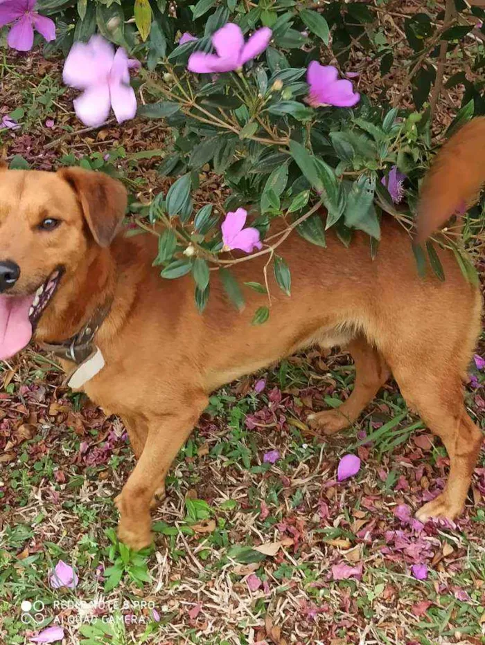 Cachorro ra a SRD idade 2 anos nome Lucky