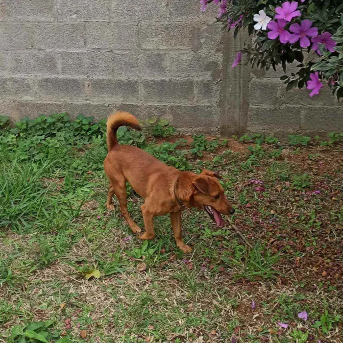 Cachorro ra a SRD idade 2 anos nome Lucky