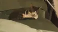 Tom