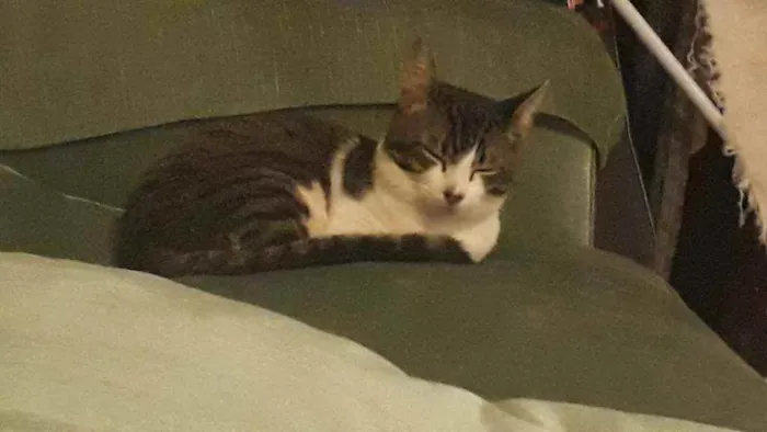 Gato ra a Vira lata idade 1 ano nome Tom