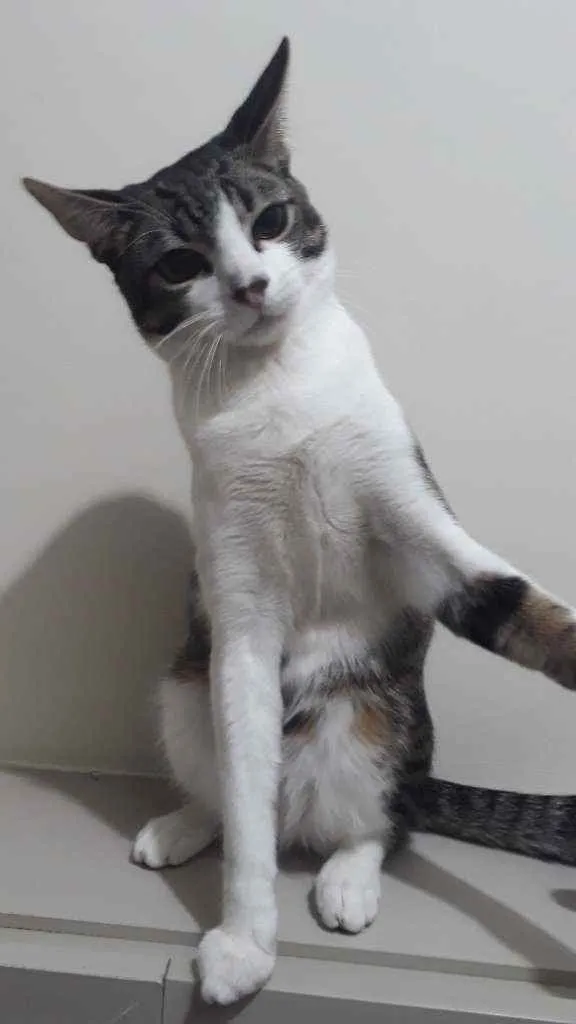 Gato ra a Vira lata idade 1 ano nome Tom
