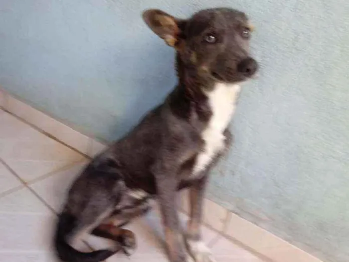 Cachorro ra a não definida idade 2 a 6 meses nome rock