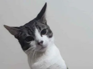 Gato raça Vira lata idade 1 ano nome Tom