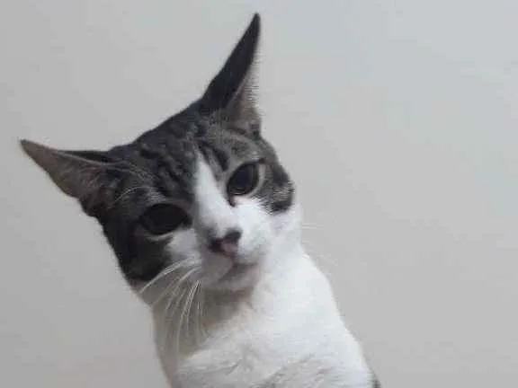 Gato ra a Vira lata idade 1 ano nome Tom