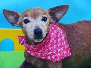 Cachorro raça Pinscher  idade 6 ou mais anos nome Pitt