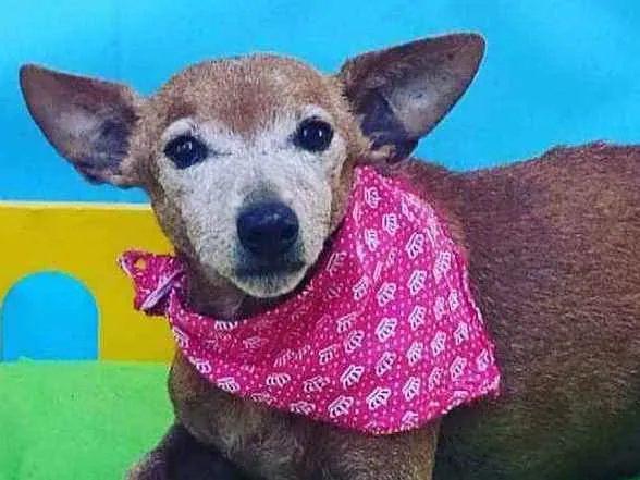 Cachorro ra a Pinscher  idade 6 ou mais anos nome Pitt