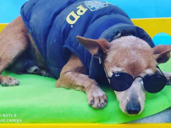 Cachorro ra a Pinscher  idade 6 ou mais anos nome Pitt