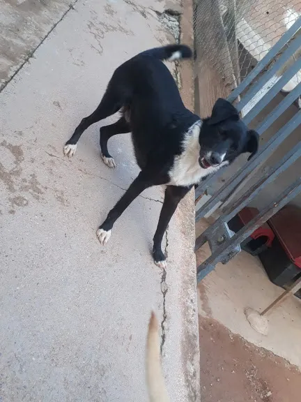 Cachorro ra a SRD idade 2 anos nome TEDDY