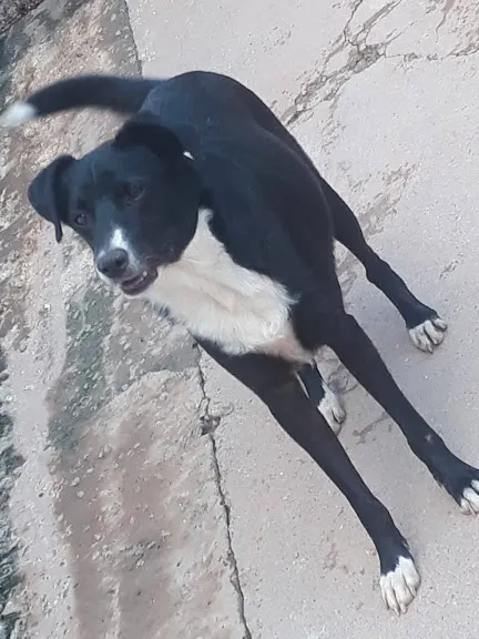 Cachorro ra a SRD idade 2 anos nome TEDDY