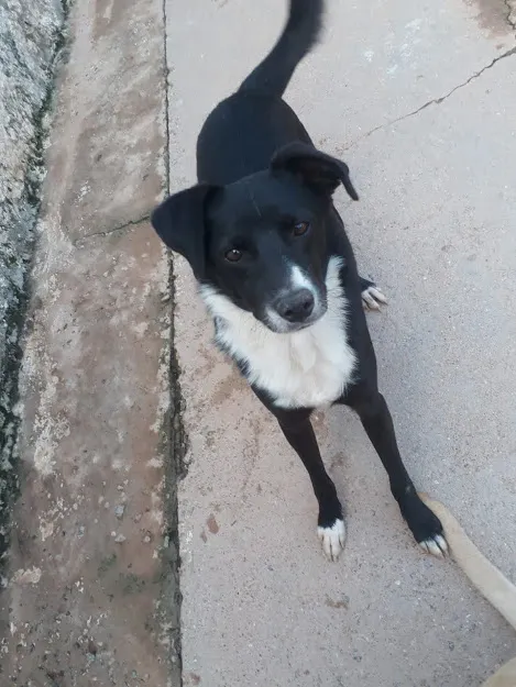 Cachorro ra a SRD idade 2 anos nome TEDDY