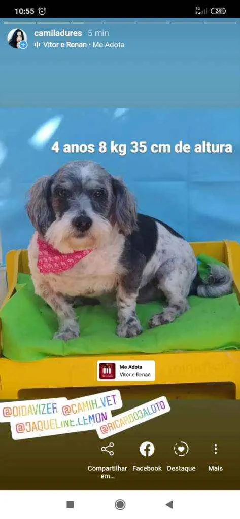 Cachorro ra a Lhasa Apso com snauzer idade 4 anos nome Guelf