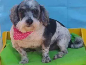 Cachorro raça Lhasa Apso com snauzer idade 4 anos nome Guelf