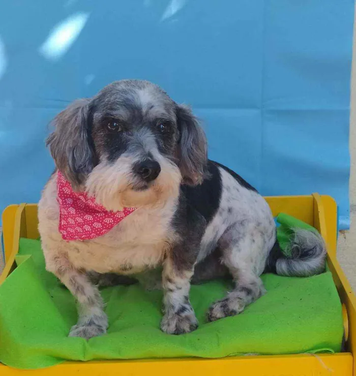 Cachorro ra a Lhasa Apso com snauzer idade 4 anos nome Guelf