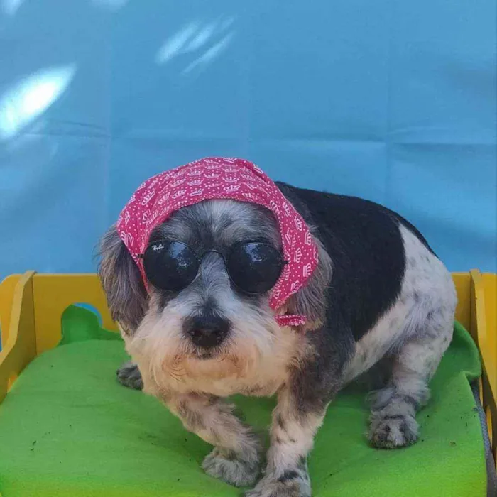 Cachorro ra a Lhasa Apso com snauzer idade 4 anos nome Guelf