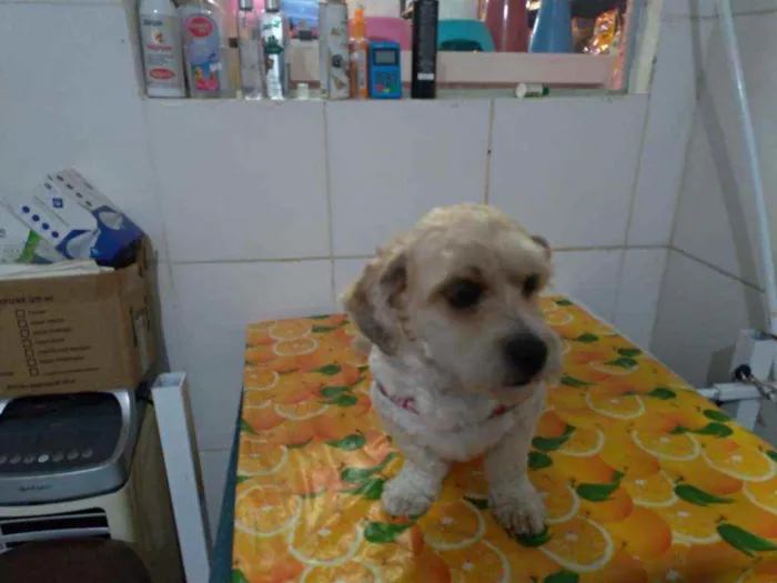 Cachorro ra a Lhasa apso idade 5 anos nome A confirmar