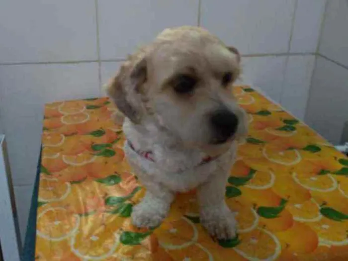 Cachorro ra a Lhasa apso idade 5 anos nome A confirmar