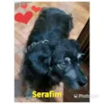 SERAFIM