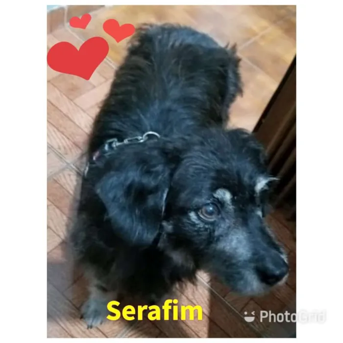 Cachorro ra a SRD-ViraLata idade 5 anos nome SERAFIM
