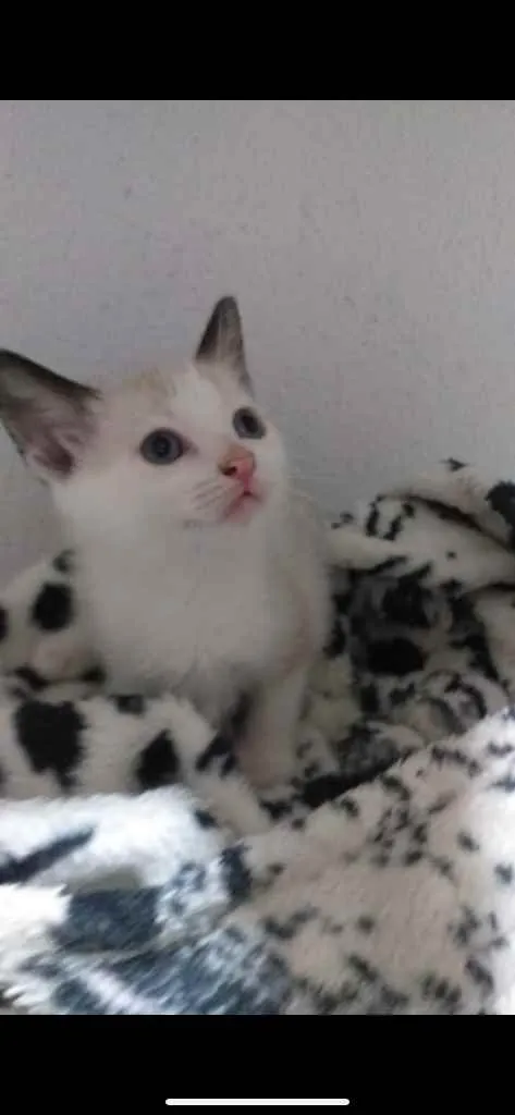 Gato ra a SRD idade 2 a 6 meses nome Dudu 