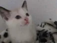 Dudu 