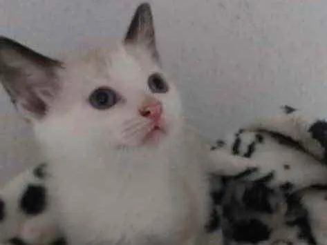Gato ra a SRD idade 2 a 6 meses nome Dudu 