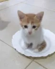 Gugu 