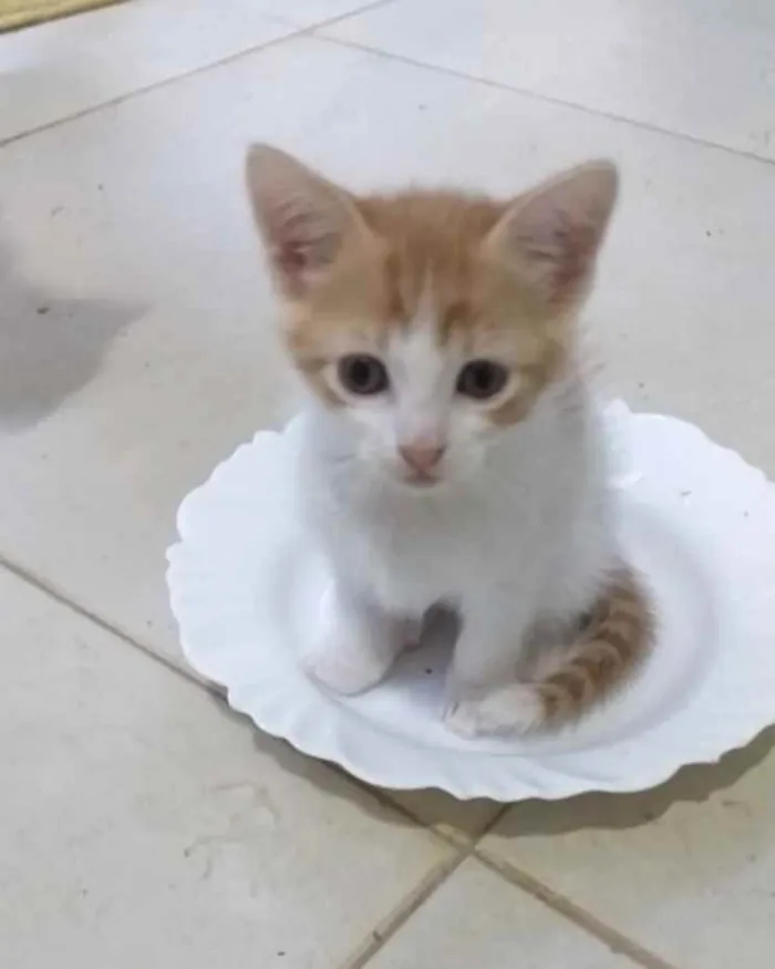 Gato ra a SRD idade 2 a 6 meses nome Gugu 
