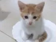 Gugu 