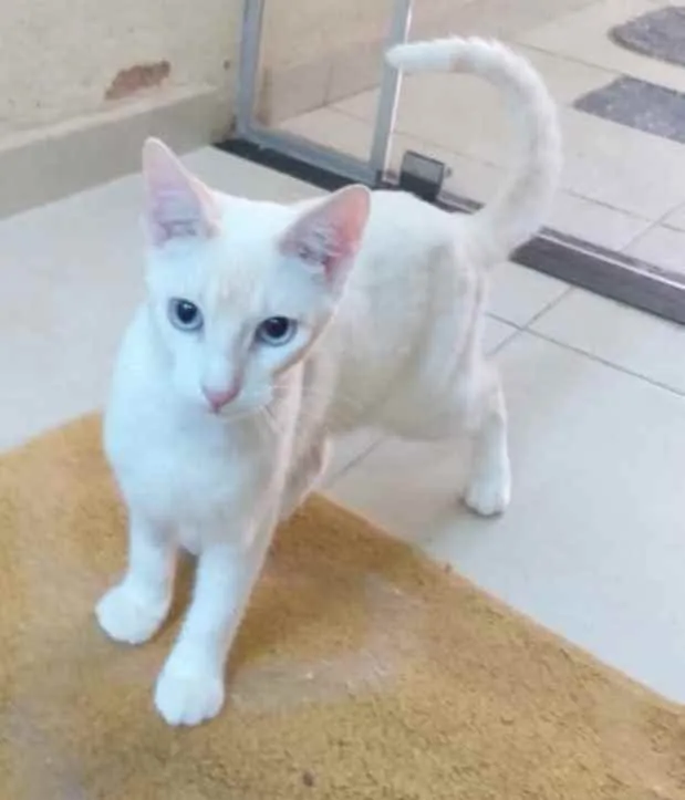 Gato ra a SRD idade 2 a 6 meses nome Miguel 