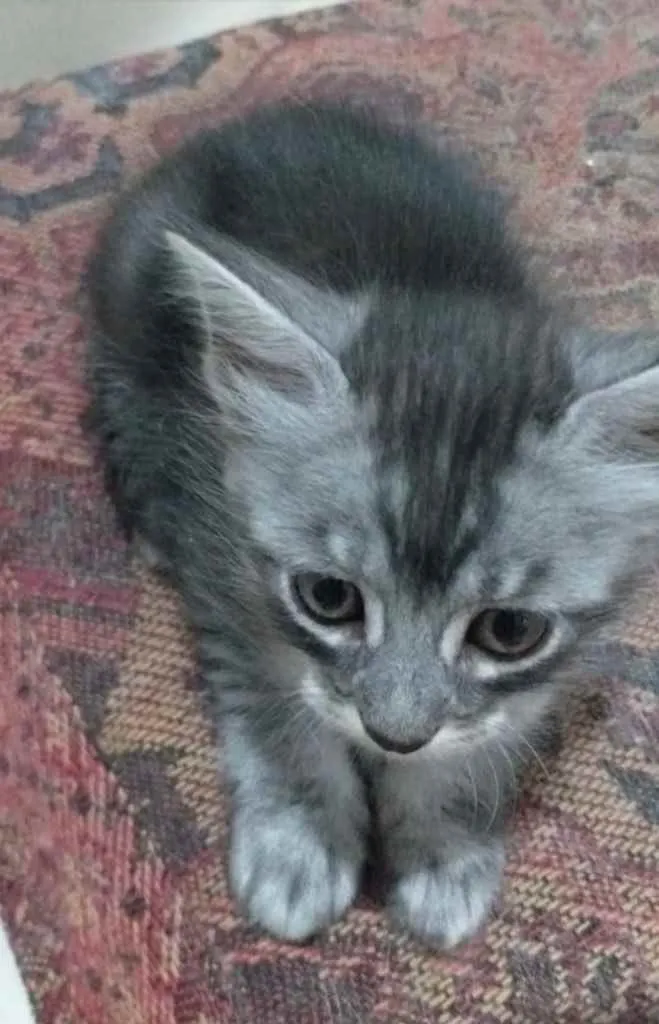 Gato ra a SRD idade 2 a 6 meses nome Tinho 