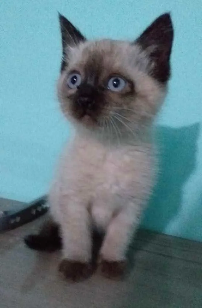Gato ra a Siames  idade 2 a 6 meses nome Adão 