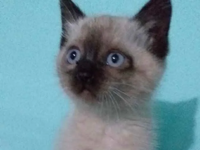 Gato ra a Siames  idade 2 a 6 meses nome Adão 