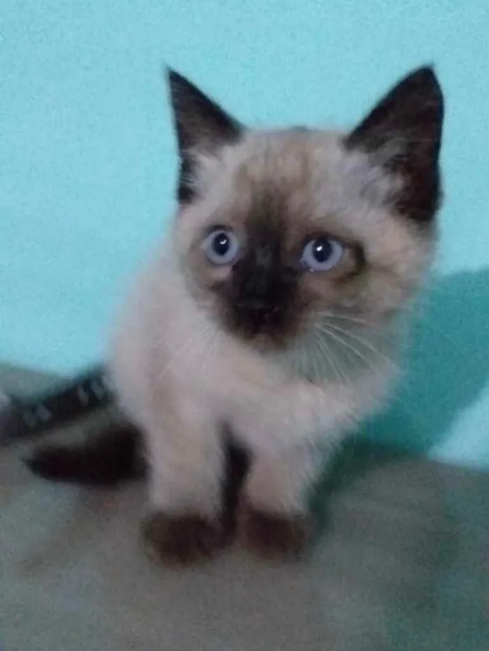 Gato ra a Siamesa  idade 2 a 6 meses nome Eva 