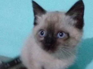Gato raça Siamesa  idade 2 a 6 meses nome Eva 