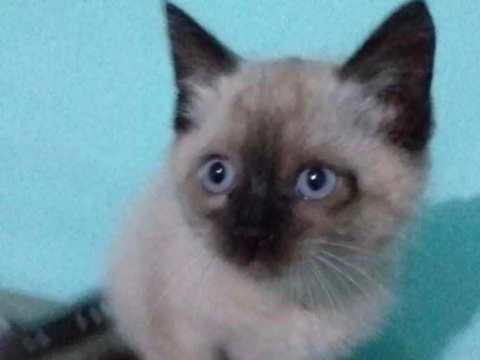 Gato ra a Siamesa  idade 2 a 6 meses nome Eva 